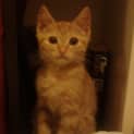 Photo of O'toole