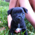 Photo of Pipsqueak Blackie
