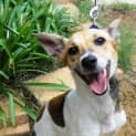 Photo of Fido(d2042)