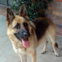 Photo of Jag On Hold Pending Adoption