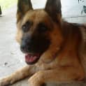 Photo of Jag On Hold Pending Adoption