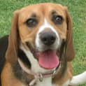 Photo of Bella   Pure Bred