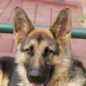 Photo of Leah Has Found Her Forever Home