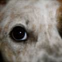 Photo of Juno *On Trial In Her New Home*