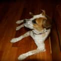 Photo of Juno *On Trial In Her New Home*