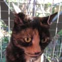 Photo of Mishka
