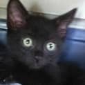 Photo of Benji