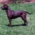 Photo of Chopper
