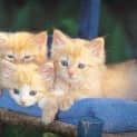 Photo of 4 X Ginger Kittens *Ready Feb 20th*
