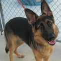 Photo of Tyson