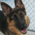 Photo of Tyson