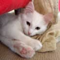 Photo of Akira