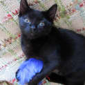 Photo of Tinkerbell