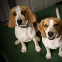 Photo of Abby And Macy (On Trial)