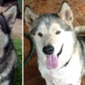 Photo of Damon (Male) & Nikki (Female)