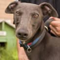 Photo of Charles Id5687