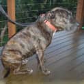 Photo of Baily