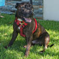 Photo of Baily