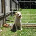 Photo of Sherbert