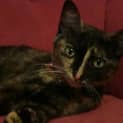 Photo of Astra