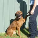 Photo of Urgent Foster  Must Be Out Of Pound By Mon 20 Feb