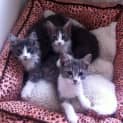 Photo of Kittys