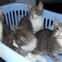 Photo of Kittys