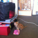 Photo of Marmalade *Adoption Pending*
