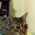 Photo of Twig