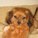Photo of *Adoption Pending* Dudley