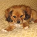 Photo of *Adoption Pending* Dudley