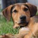 Photo of Ralph