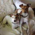 Photo of Ellie (& Charlie)=On Hold