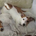 Photo of Ellie (& Charlie)=On Hold