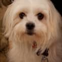 Photo of Muffy