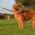 Photo of Pumpkin