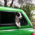 Photo of Pete 6 Month Pup