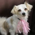 Photo of Lily