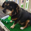 Photo of King Wally