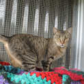 Photo of Abbie Tabby