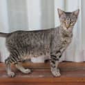 Photo of Abbie Tabby