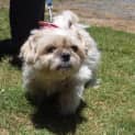 Photo of Pickles