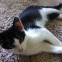 Photo of Dex