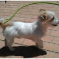 Photo of Rex **Adoption In Progress**