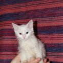 Photo of Aramis * Adoption Pending*