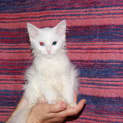 Photo of Aramis * Adoption Pending*