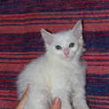 Photo of Porthos *Adoption Pending*