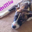 Photo of Millie (On Trial)