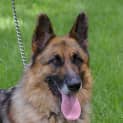 Photo of Tex On Hold Pending Adoption