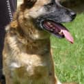 Photo of Bella On Hold Pending Adoption
